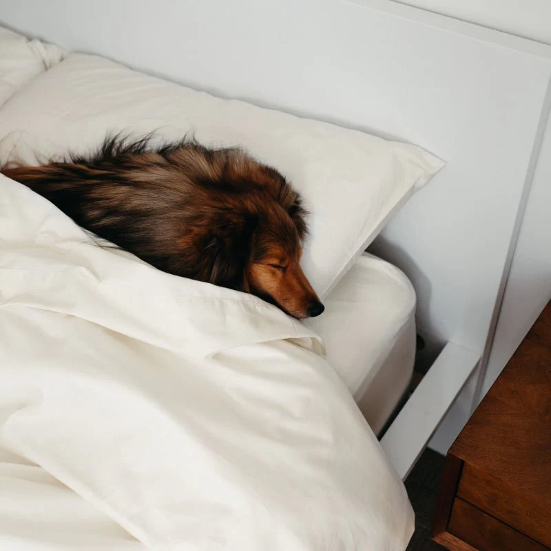 Sateen Dream™ Pillowcases - Image 19
